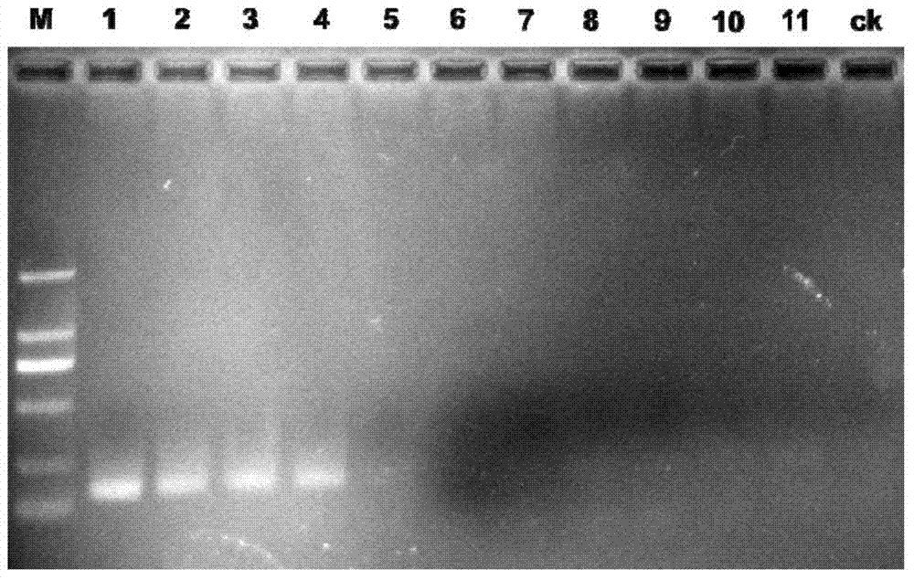 PCR (polymerase chain reaction) detection primers for Arceuthobium sichuanense, application of PCR detection primers and PCR detection method