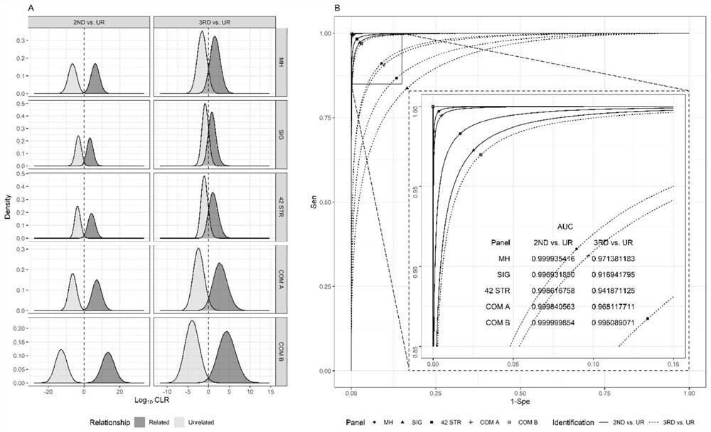 191 human microhaplotype locus genetic marker as well as amplification primer and application thereof