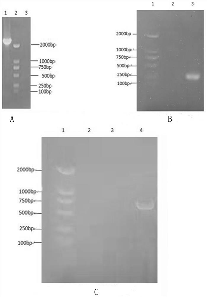 Triple vaccine for feline calicivirus infection, feline infectious rhinotracheitis and feline panleukopenia as well as preparation method and application thereof
