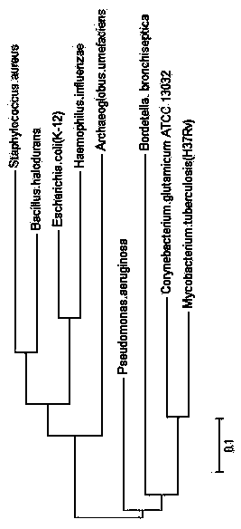 Construction method and applications of genetic engineering bacterium for producing L-arginine