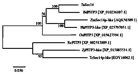 Triticum aestivum PITP TaSec14 gene and application thereof