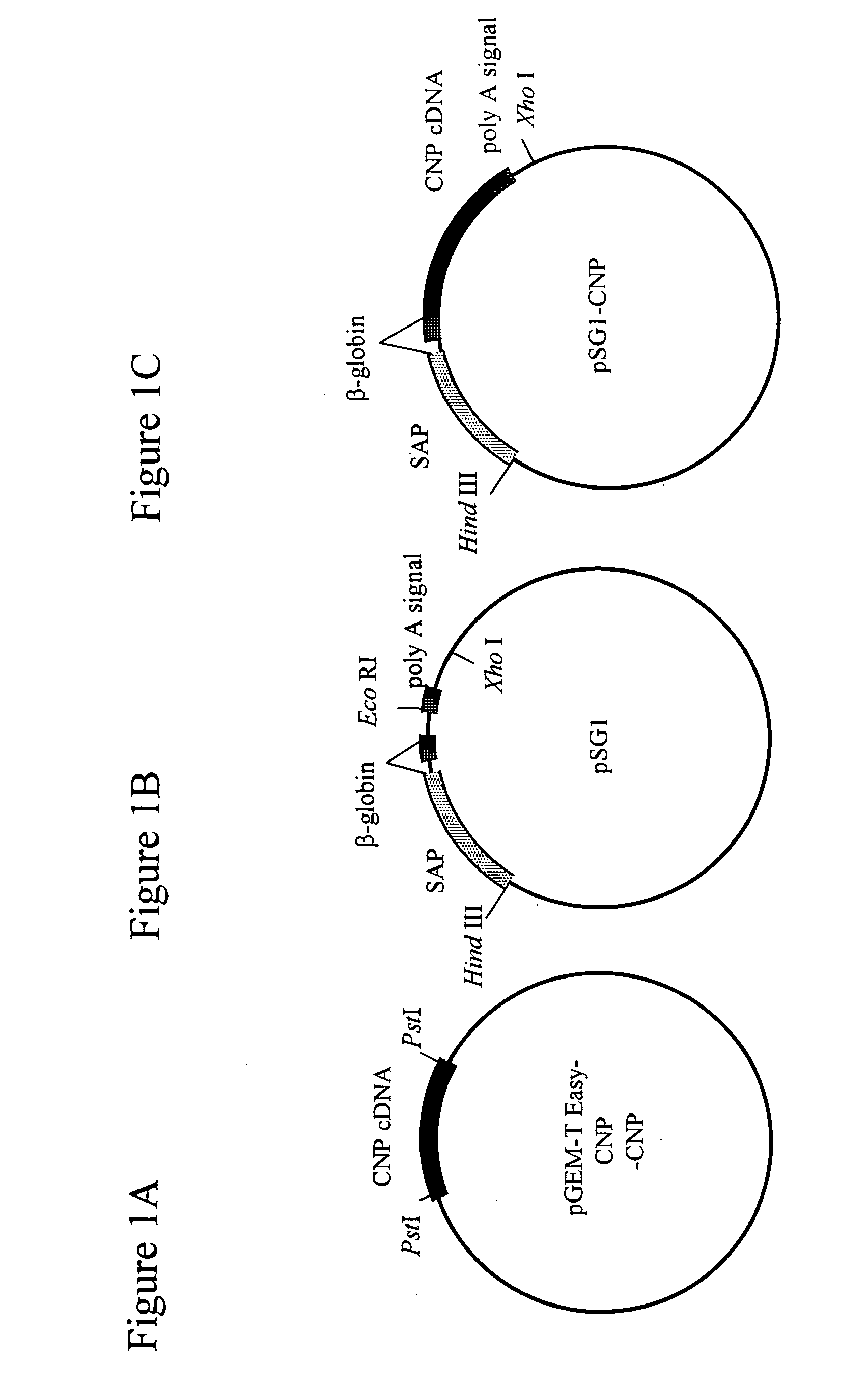 Theurapeutic or prophyiactic agent for arthritis
