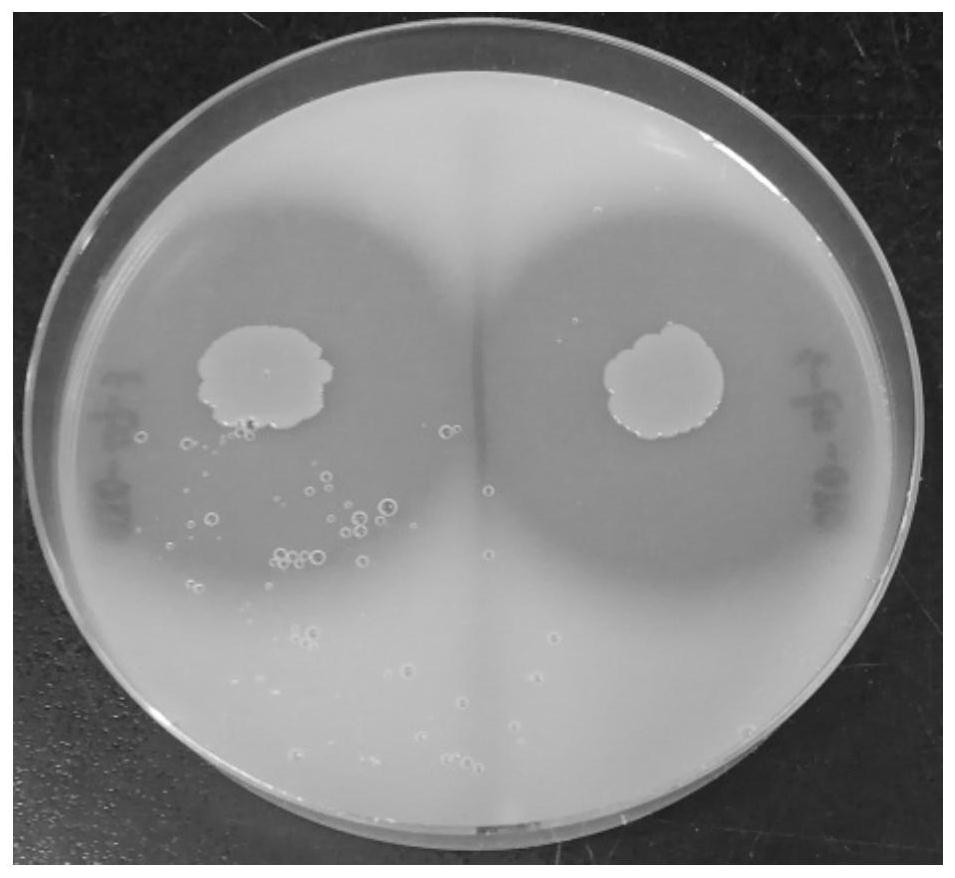 A kind of thermophilic deep-sea microbacterium and its application