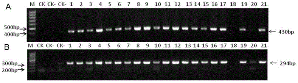 ZmAGO1a protein as well as coding gene and application thereof