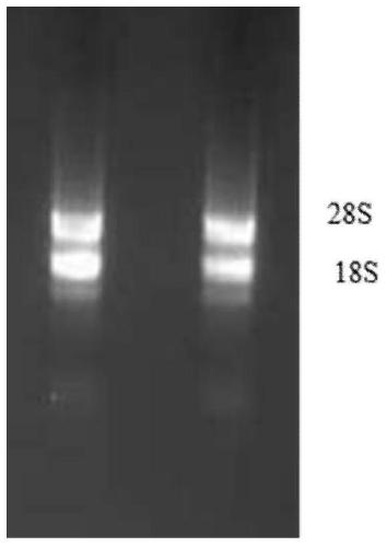 Wheat 3-hydroxy-3-methylglutaryl-CoA reductase gene tahmgr and its isolation and clone, site-directed mutagenesis and detection method of enzyme function