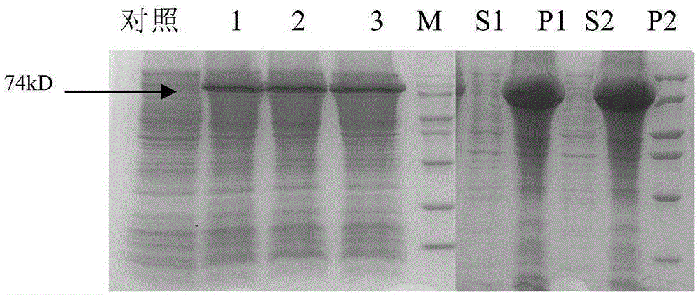 Protein D and HER2 fusion protein and preparing method and application thereof