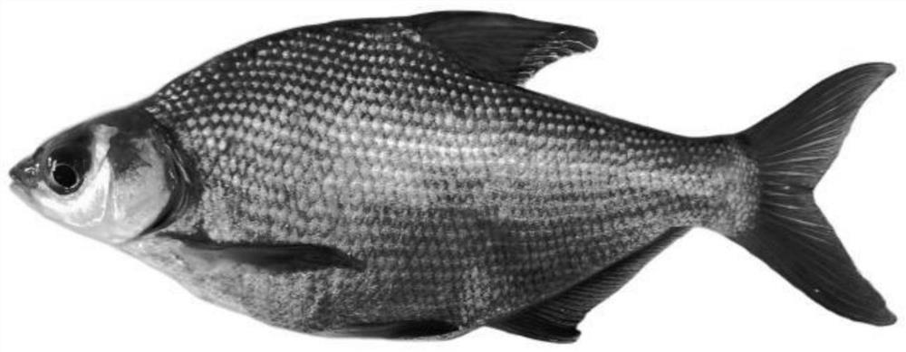 A method of using high temperature to cultivate gynogenetic bream pseudo-male fish