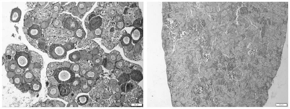 A method of using high temperature to cultivate gynogenetic bream pseudo-male fish