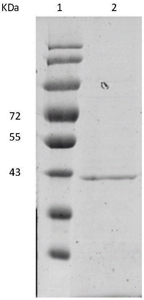 A high-temperature acidic β-mannanase man5dw1 and its gene and application