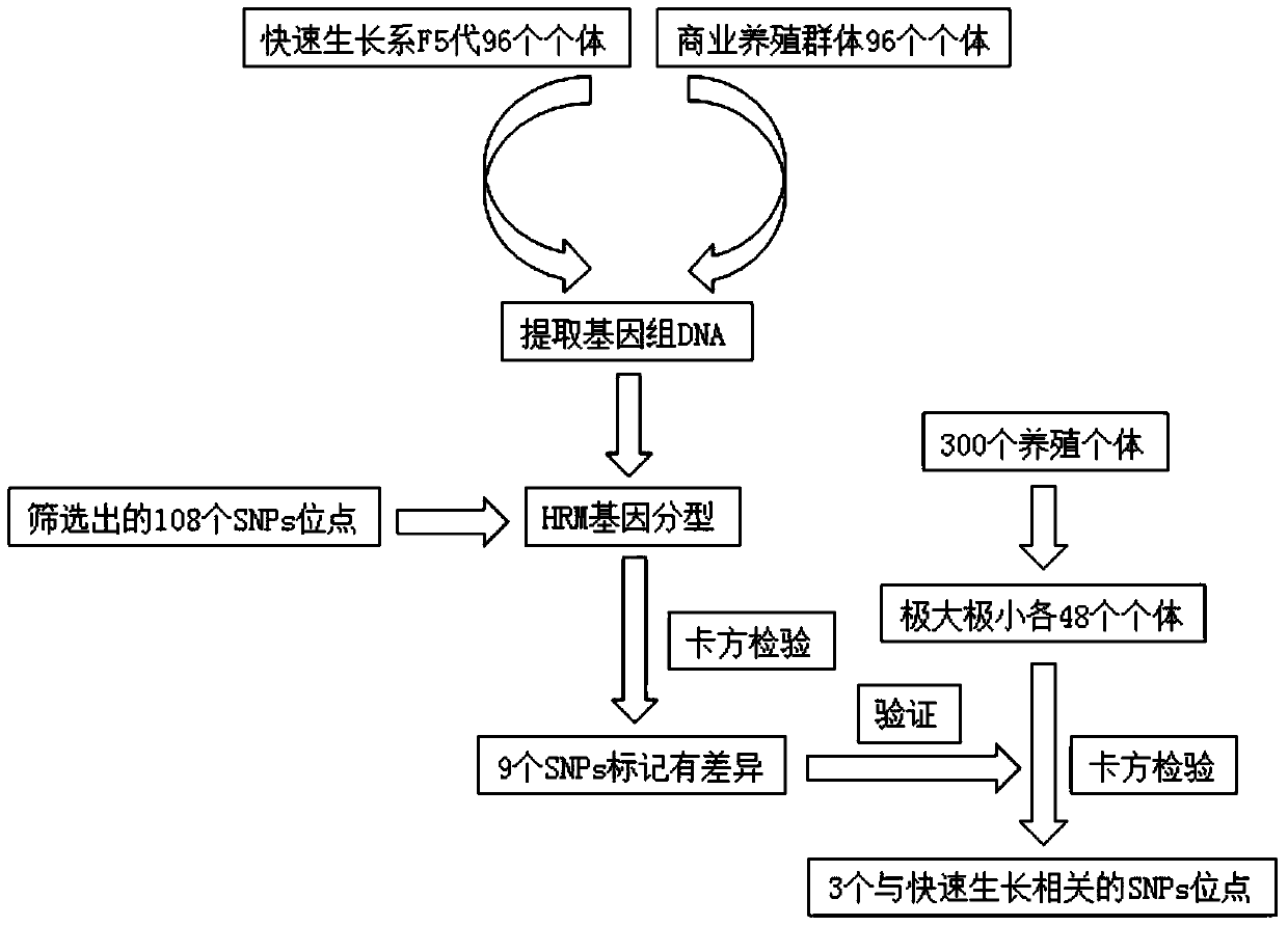 SNP markers related to the rapid growth of long oyster and its identification method and application