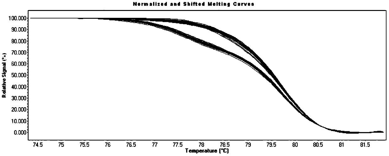 SNP markers related to the rapid growth of long oyster and its identification method and application