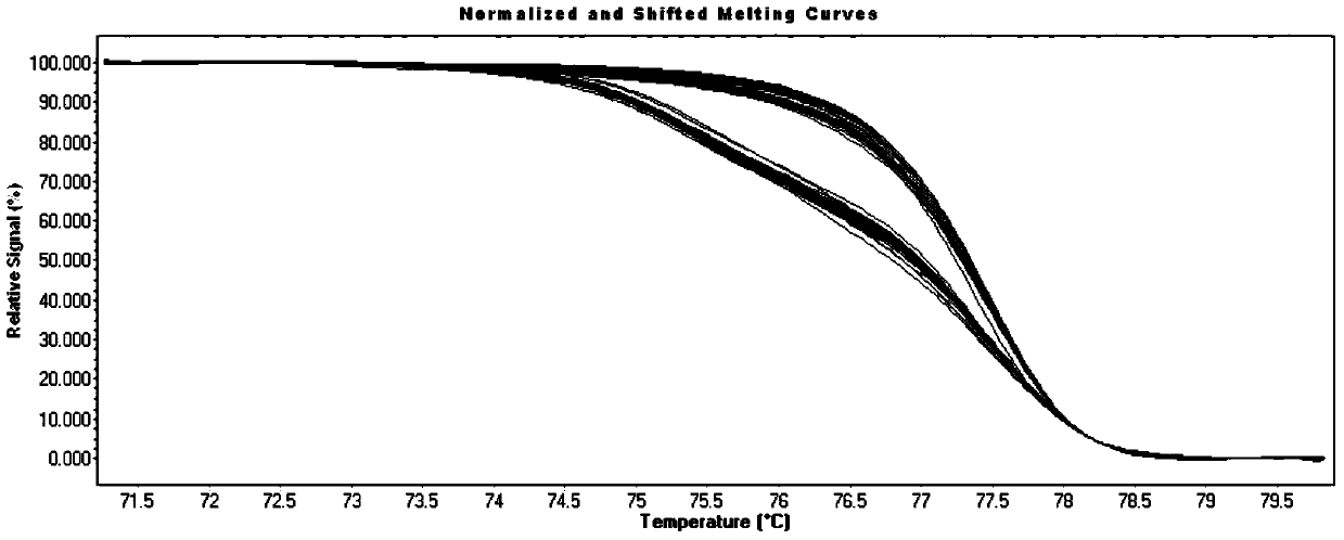 SNP markers related to the rapid growth of long oyster and its identification method and application