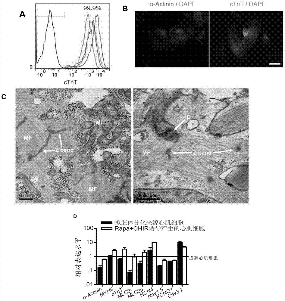 Small-molecule compound composition capable of efficiently inducing differentiation of human multipotent stem cells into myocardial cells