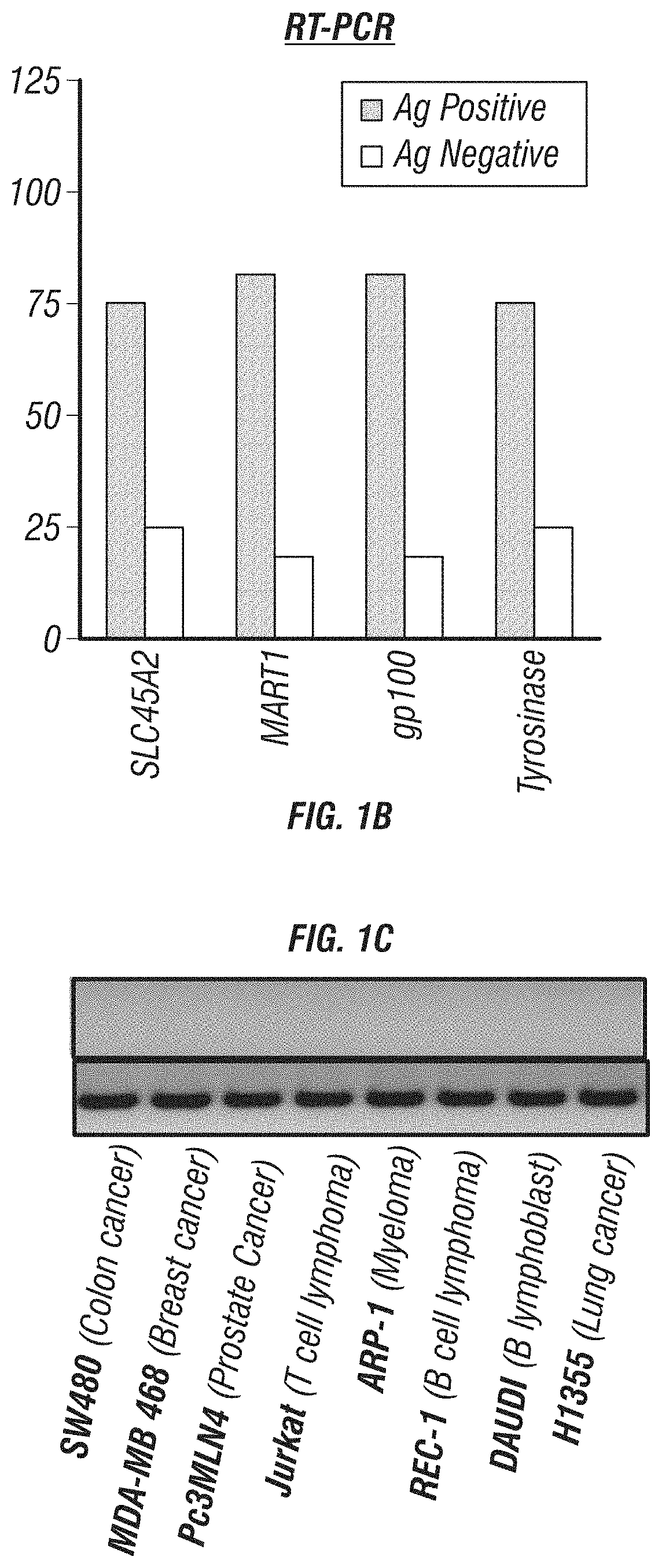 Slc45a2 peptides for immunotherapy