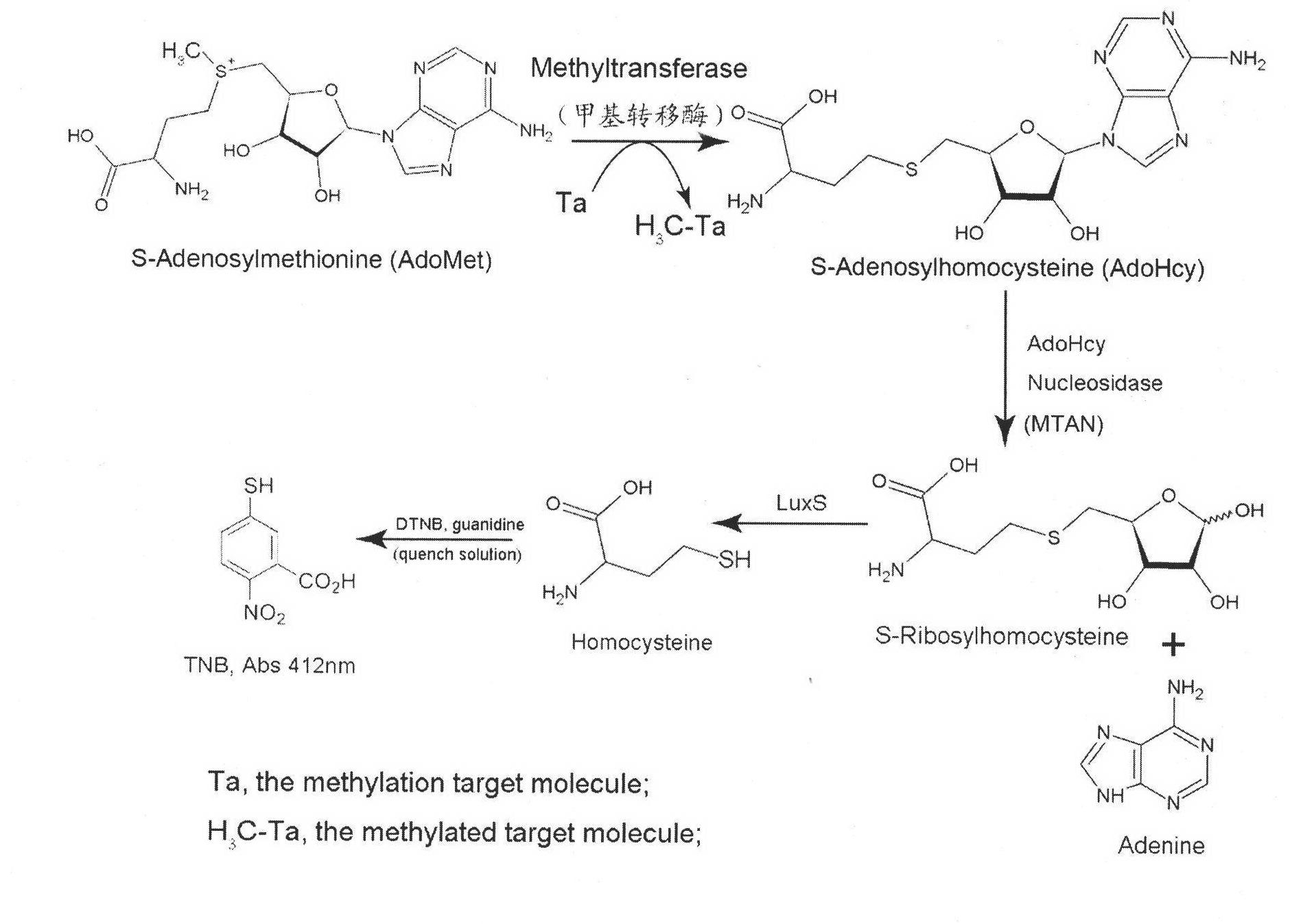 Method for detecting S-adenosylmethionine (AdoMet)-dependent methyltransferase