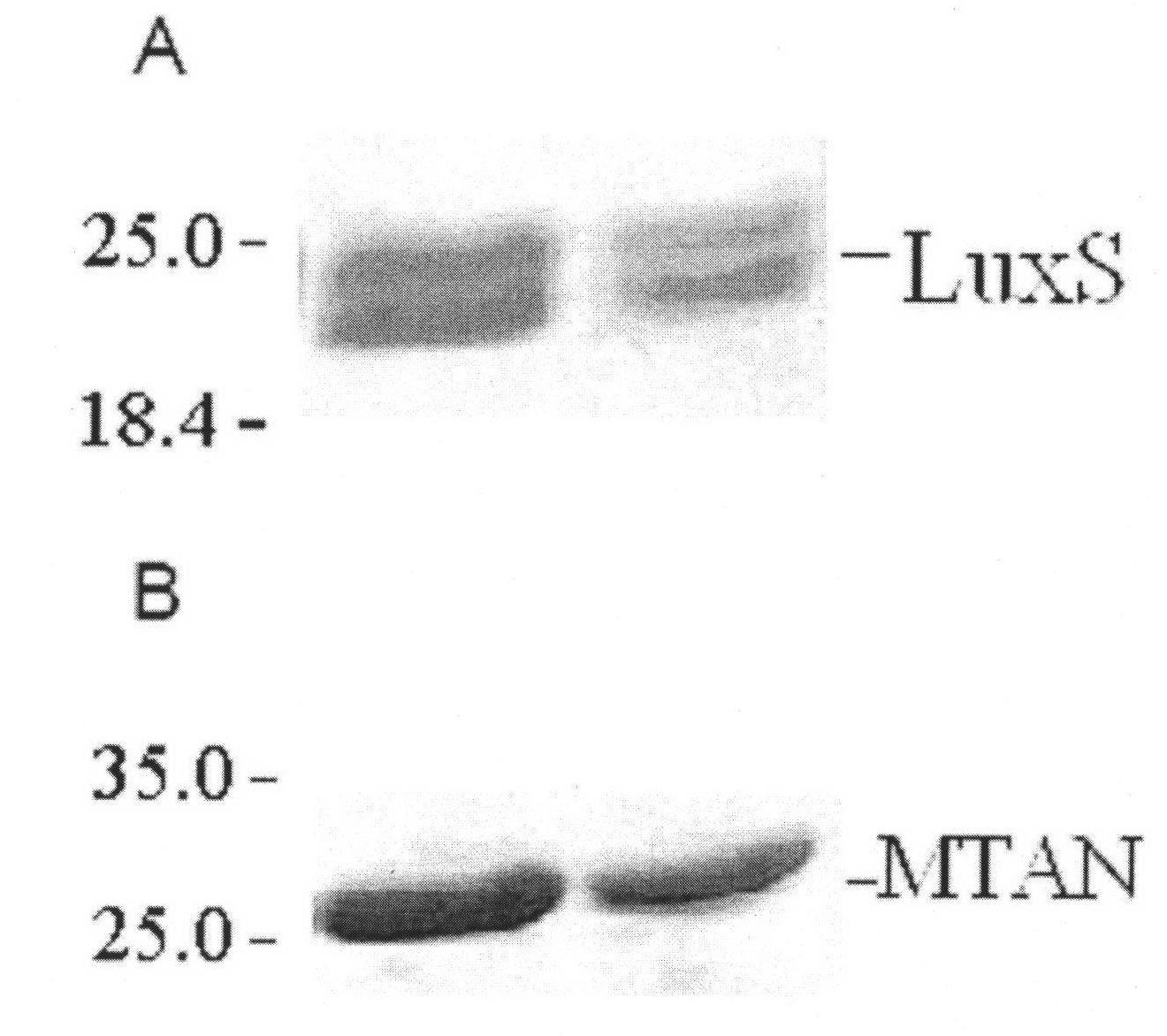 Method for detecting S-adenosylmethionine (AdoMet)-dependent methyltransferase