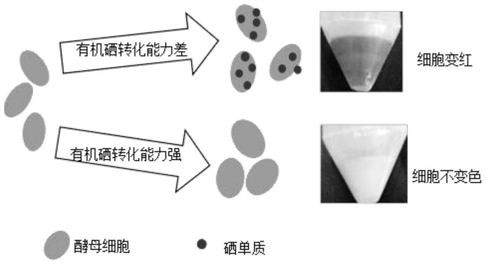 A kind of method and application of improving microbial organic selenium synthesis ability based on sulfur-containing protein overexpression