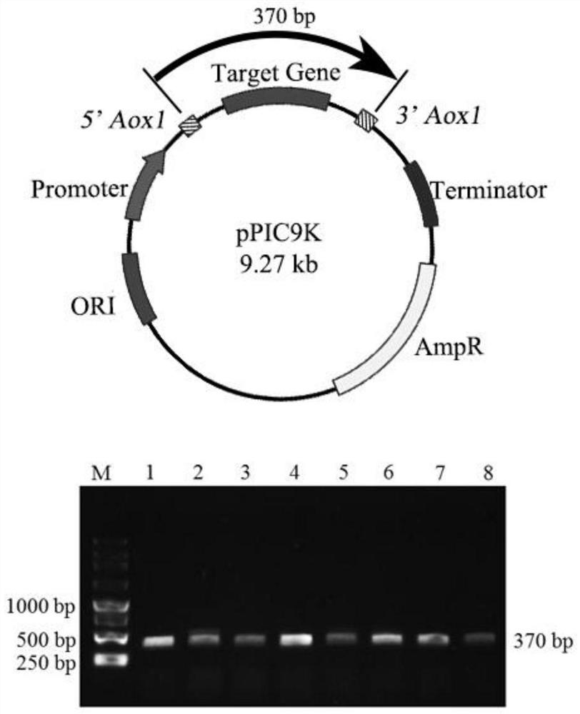 A kind of method and application of improving microbial organic selenium synthesis ability based on sulfur-containing protein overexpression