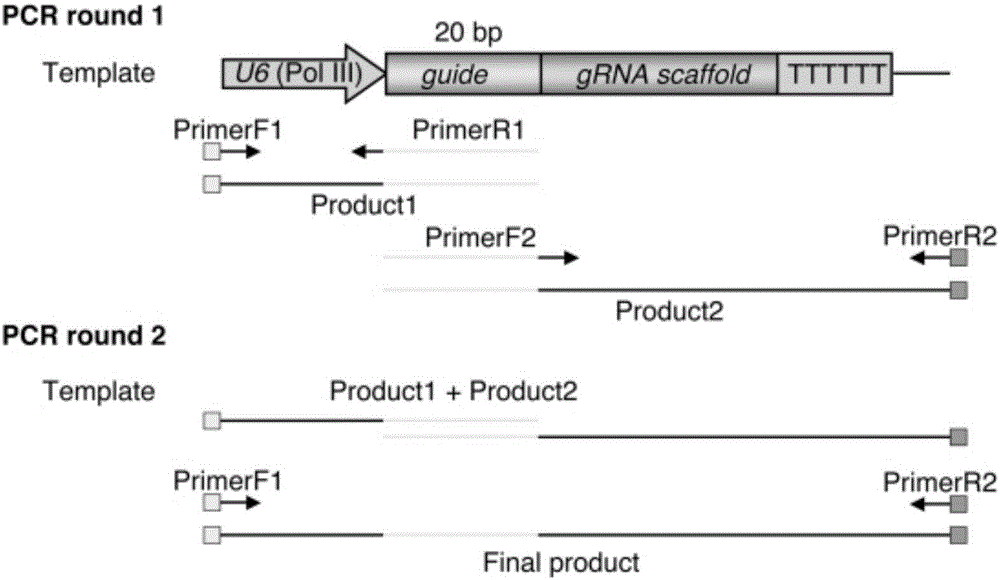 Method for site-directed mutation of rice CENH3 gene by using CRISPR-CAS9 technology