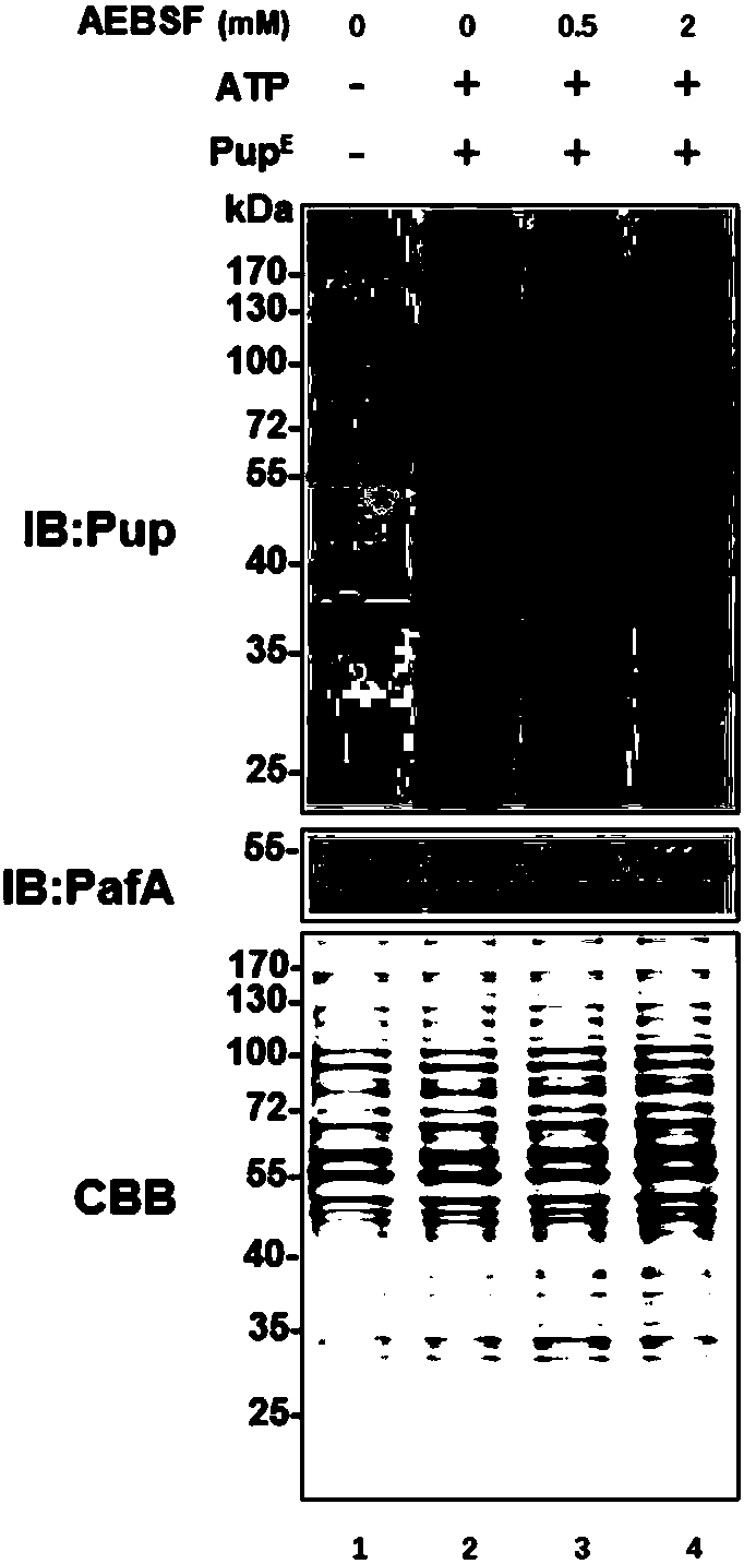 Drug target point based on mycobacterium tuberculosis ubiquitin ligase PafA and application thereof