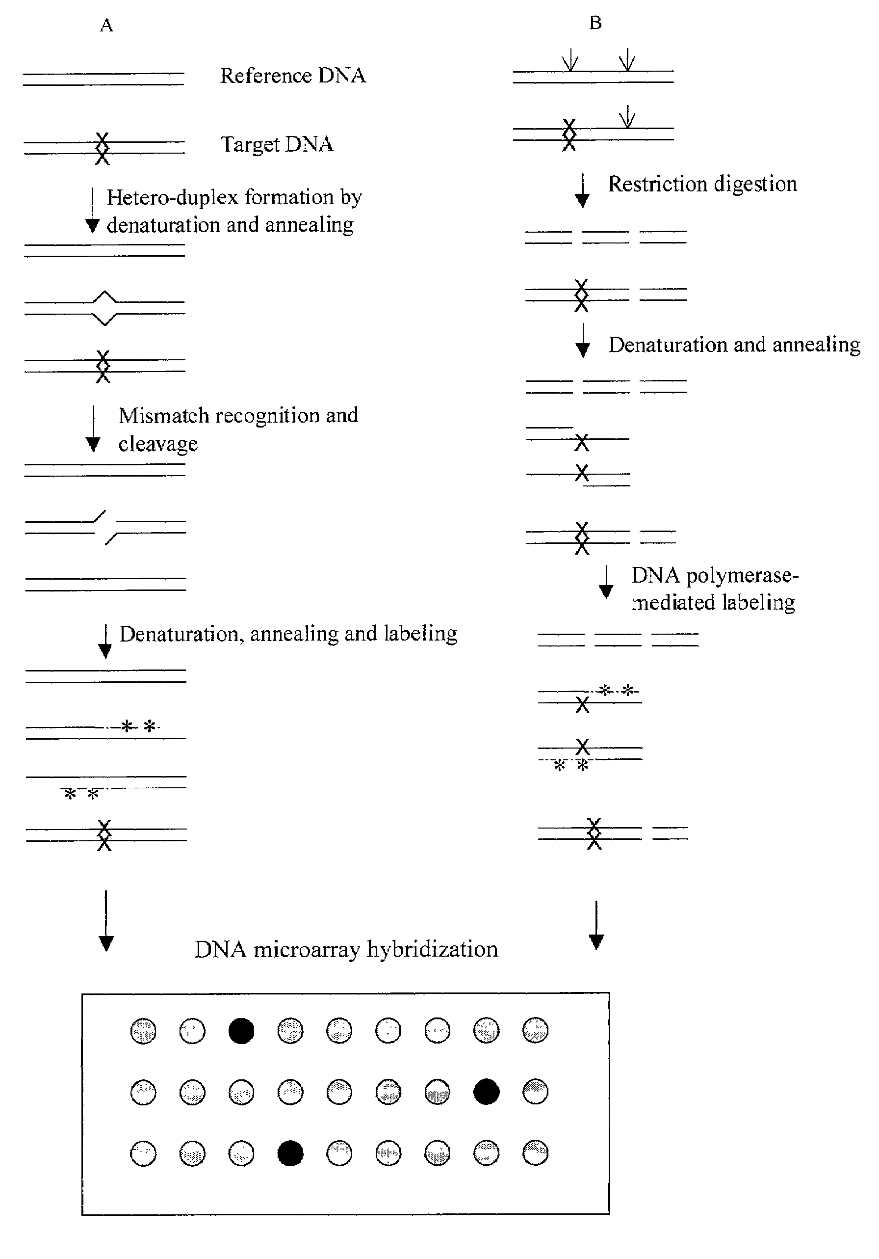 Methods for detecting and localizing DNA mutations by microarray