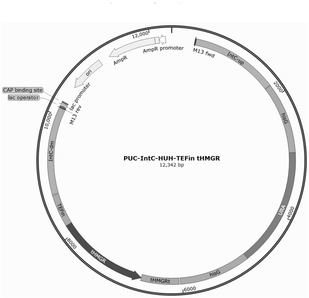 A recombinant Yarrowia lipolytica producing α-humulene and its construction method and application