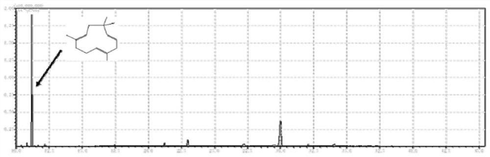 A recombinant Yarrowia lipolytica producing α-humulene and its construction method and application