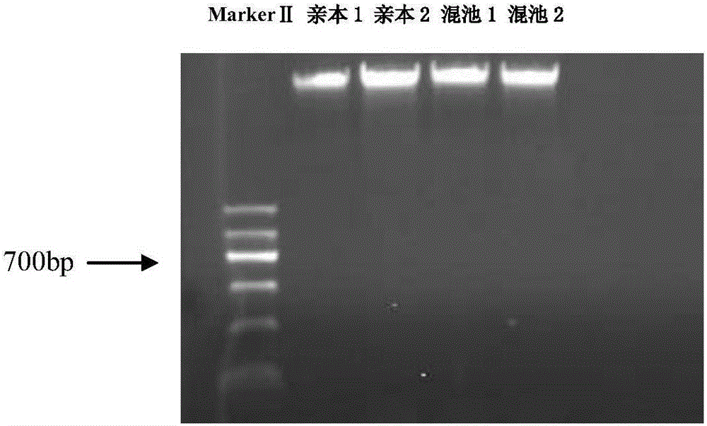 Method for developing marker through tetraploid potato high-throughput sequencing and application of method