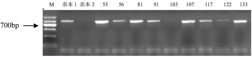 Method for developing marker through tetraploid potato high-throughput sequencing and application of method