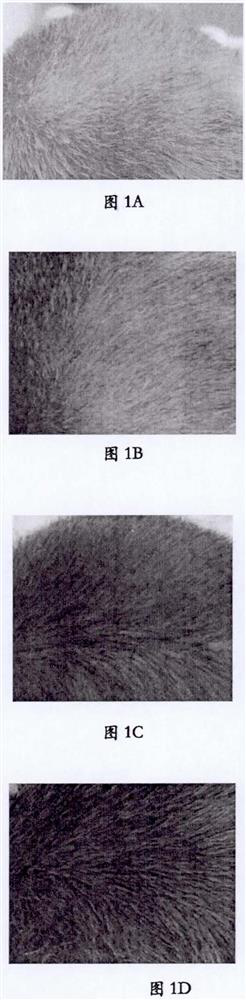 Keratin fiber dyeing composition and dyeing method