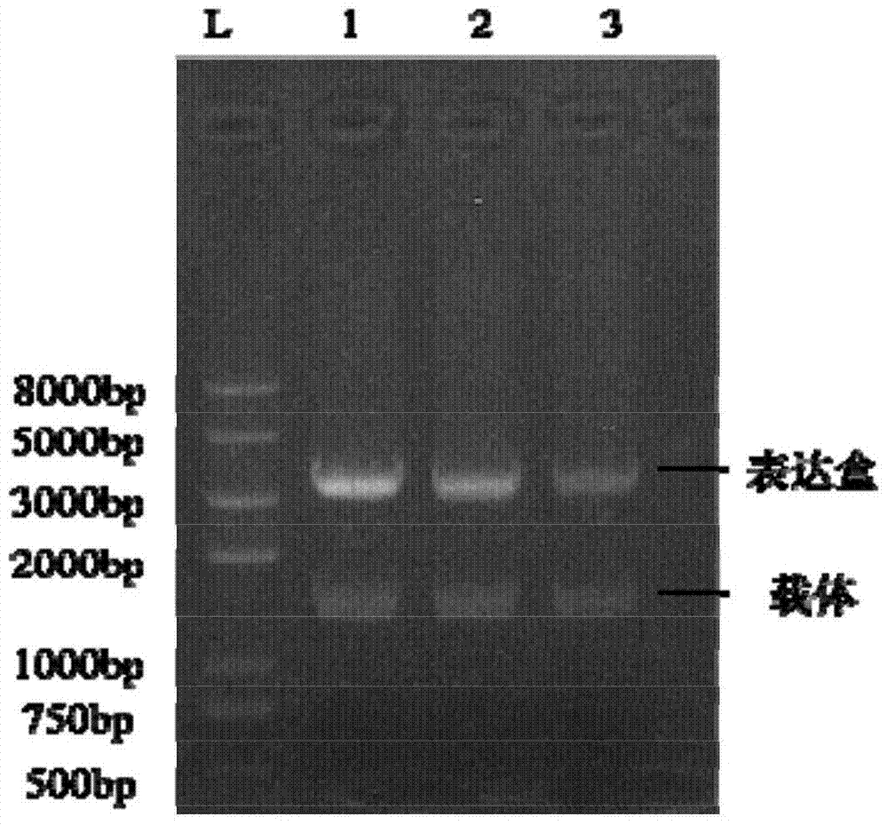 A recombinant Yarrowia lipolytica strain and its construction method and application