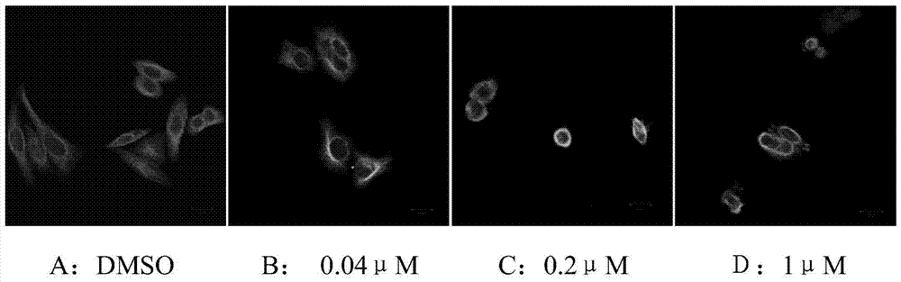 5-arylphenol-2 alkyl substituted urea benzimidazole compounds and their applications