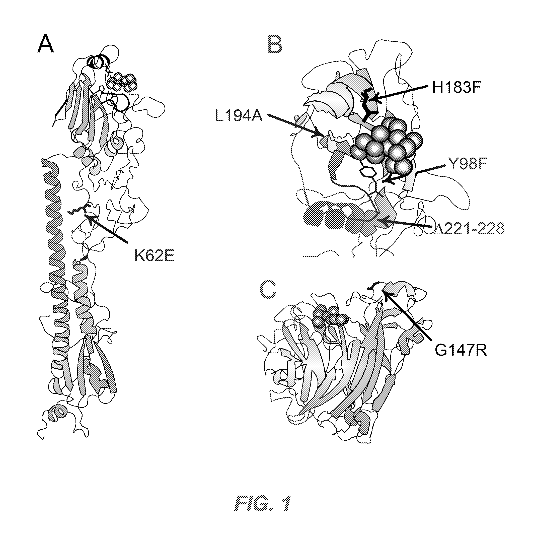 Compositions and methods for directed immunogen evolution and uses thereof
