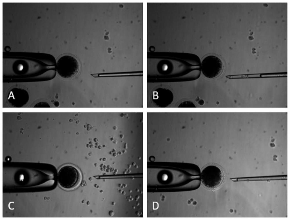 A method for improving the developmental efficiency of pig cloned embryos