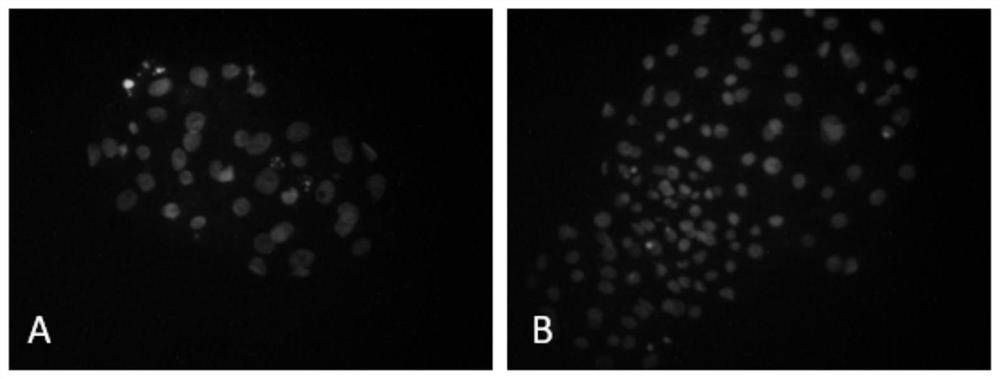 A method for improving the developmental efficiency of pig cloned embryos