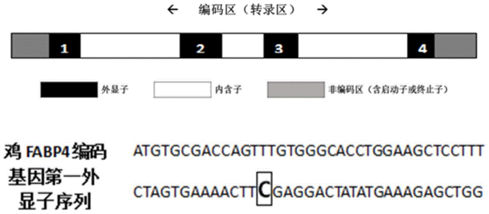Chicken FABP4 gene molecular genetic marker related to good chicken slaughtering character and application of chicken FABP4 gene molecular genetic marker