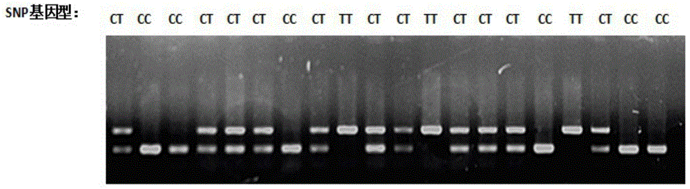 Chicken FABP4 gene molecular genetic marker related to good chicken slaughtering character and application of chicken FABP4 gene molecular genetic marker