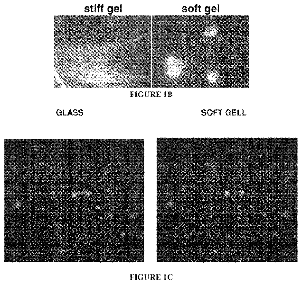 Soft gel systems in modulating stem cell development