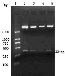 Newly found hepatitis C virus epitope