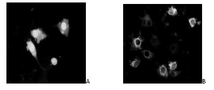 Newly found hepatitis C virus epitope