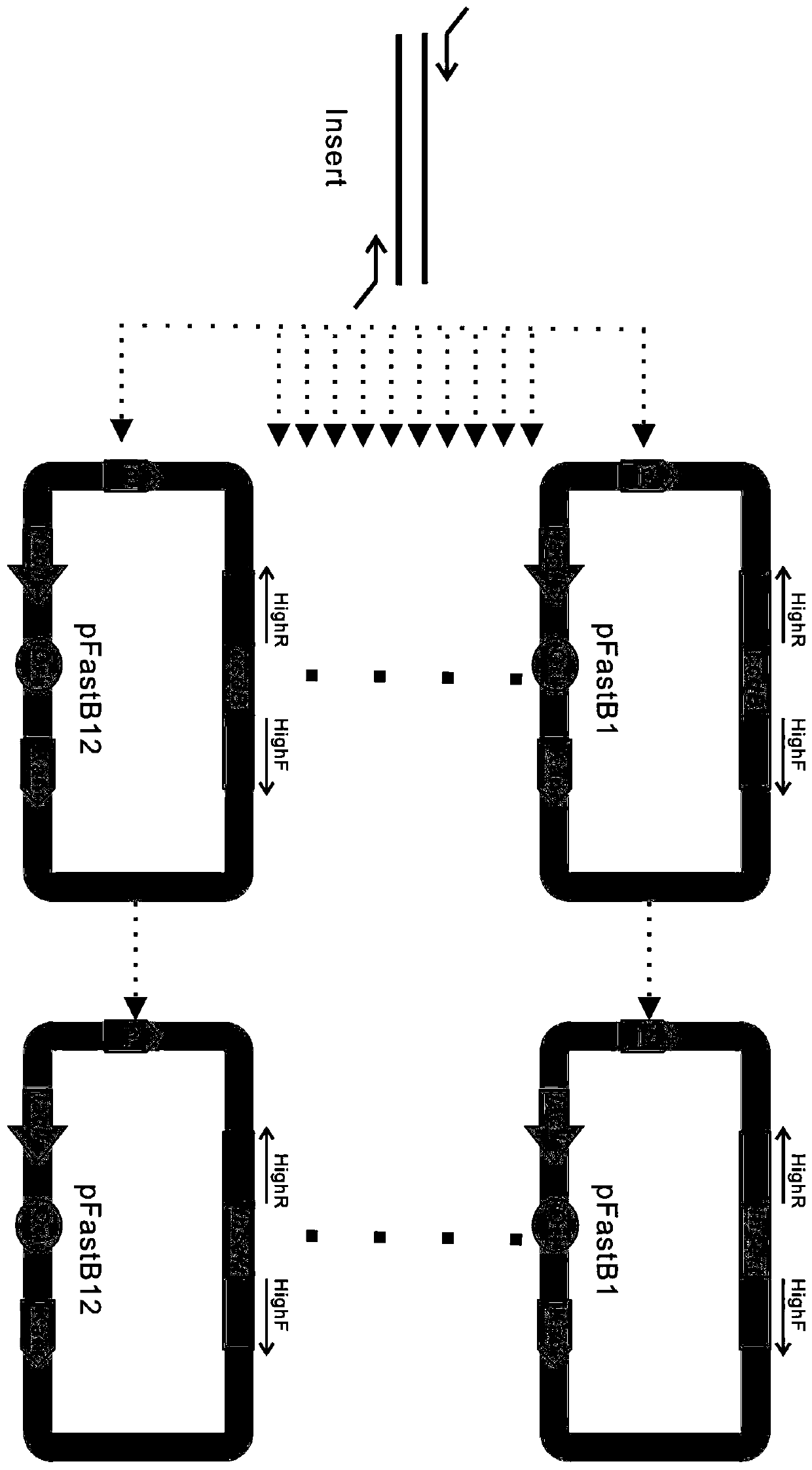 Kit for rapid construction of recombinant plasmid by using ccdB lethal gene