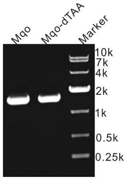 Kit for rapid construction of recombinant plasmid by using ccdB lethal gene