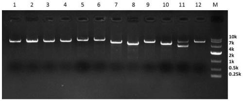 Kit for rapid construction of recombinant plasmid by using ccdB lethal gene