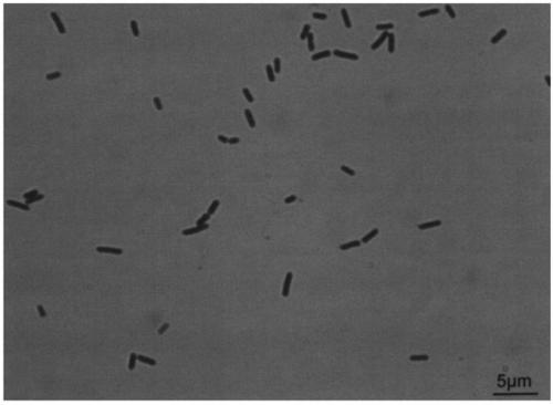 Method for producing high-activity beta-galactosidase bacillus circulans strain and breeding method of strain