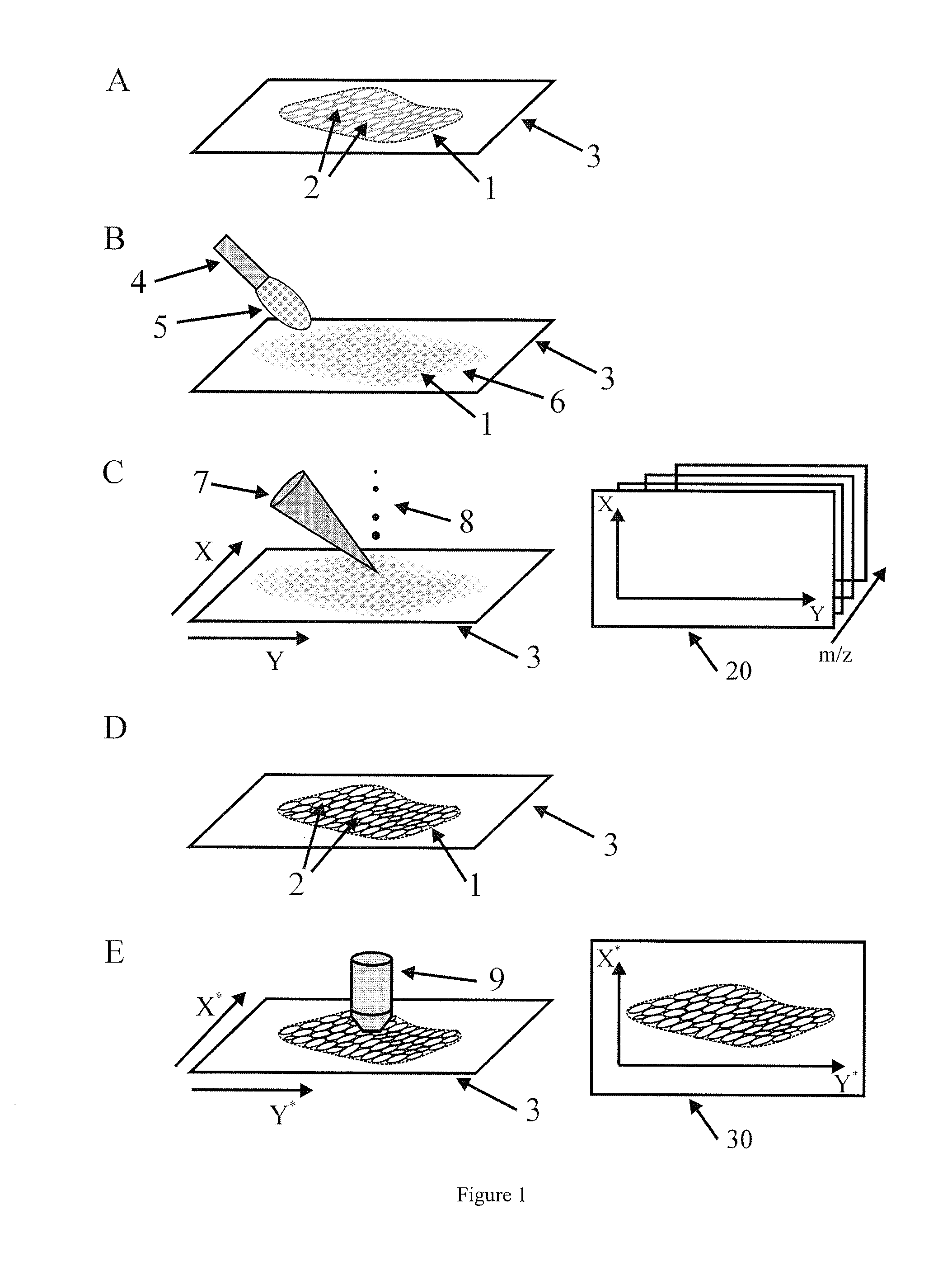 Method for the analysis of tissue sections