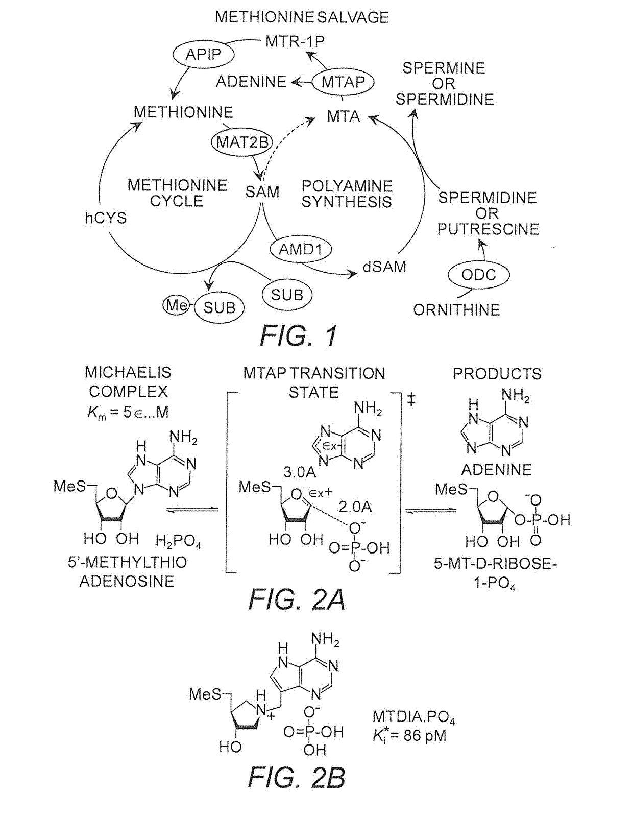 Use of MTAP Inhibitors for the Treatment of Lung Disease