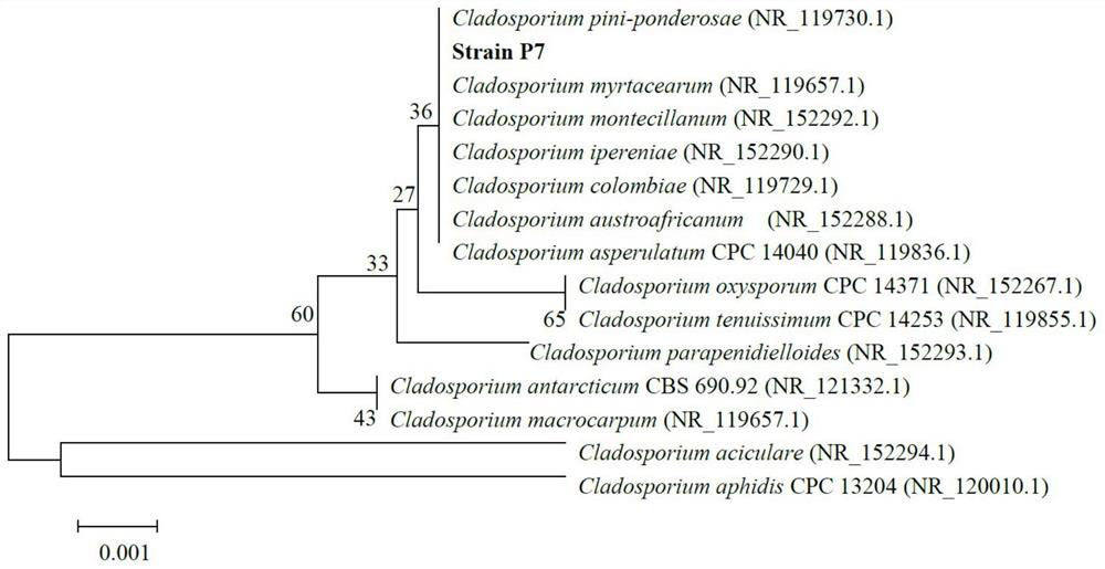 Cladosporium sp. and application thereof in degradation of polyurethane plastic