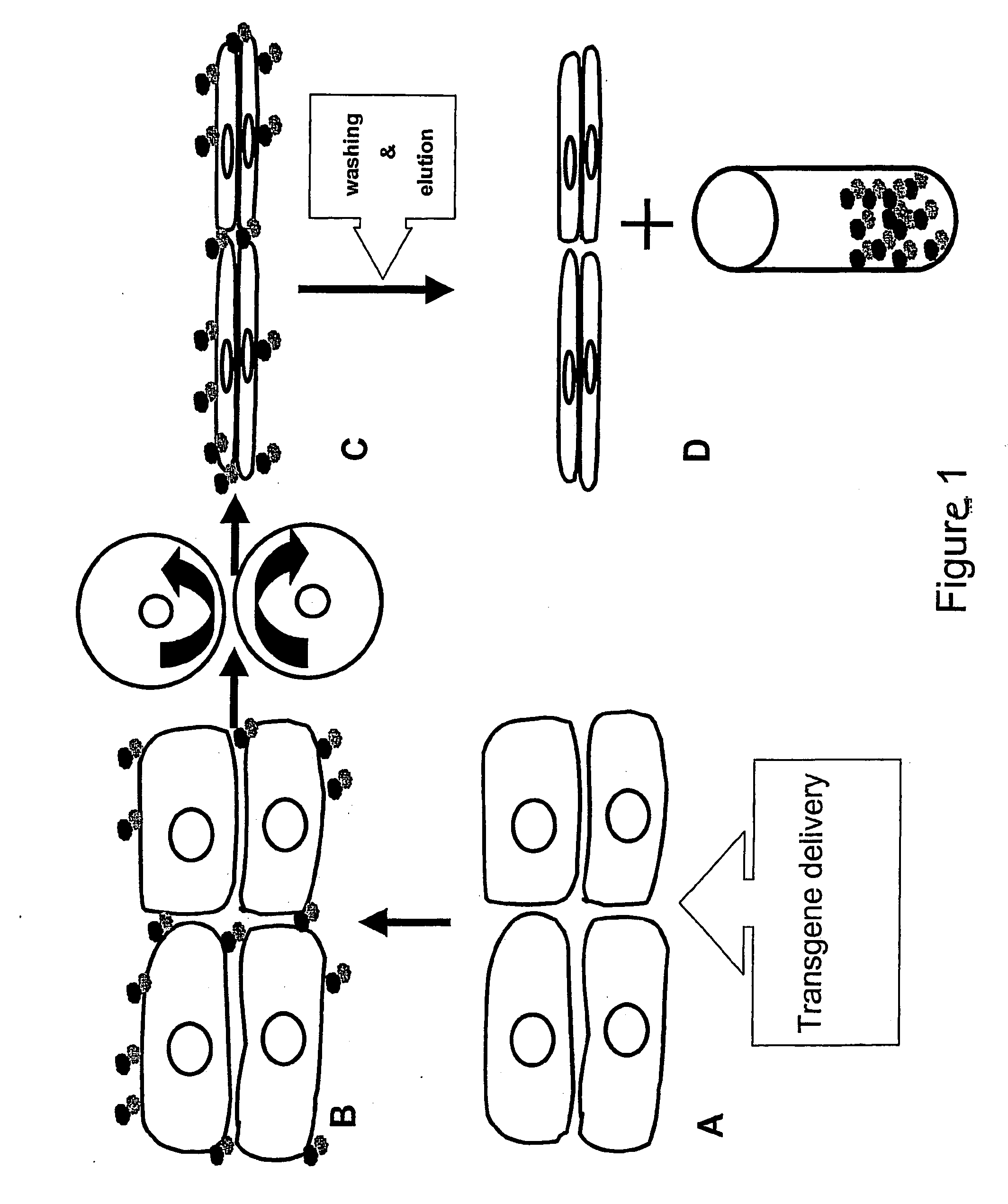 Method of protein production in plants
