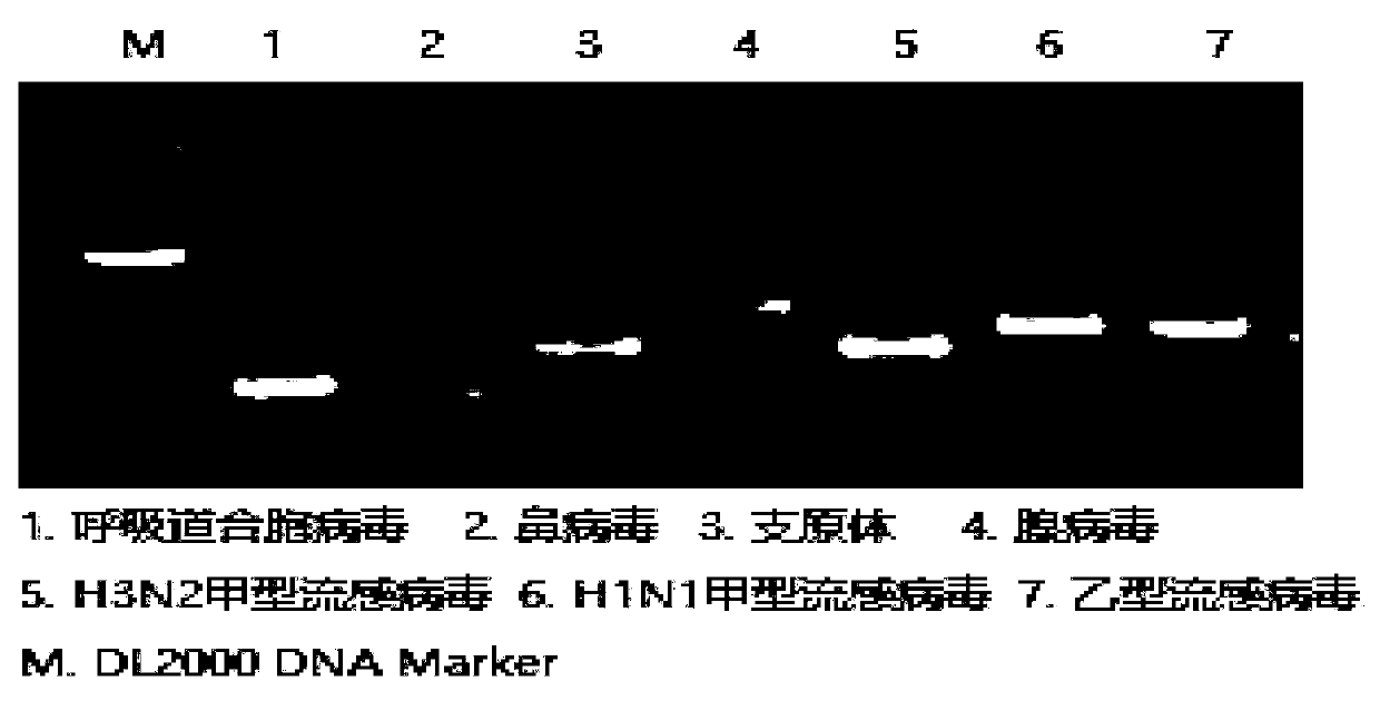 Human parainfluenza virus type 3 (HPIV-3) wild strain and application thereof
