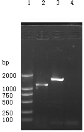 Preparation method of standard sample of H9N2 subtype avian influenza virus